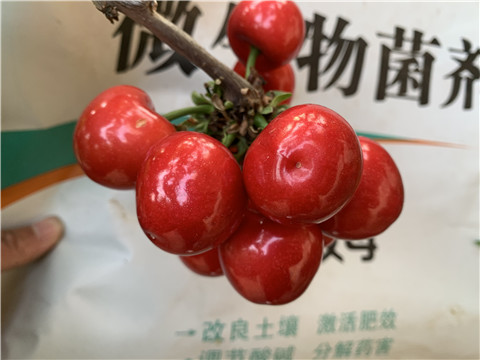 水溶肥，拉姆拉，翠姆