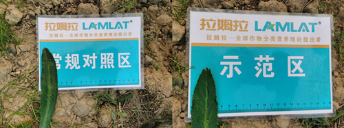 水溶肥,老緬芫荽,拉姆拉