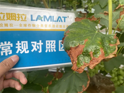 土壤板結鹽漬化,微生物菌劑,翠姆