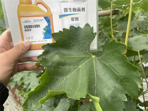 土壤板結鹽漬化,微生物菌劑,翠姆