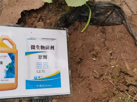 土壤板結鹽漬化,微生物菌劑,翠姆