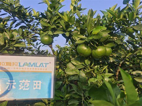 水溶肥廠家,柑橘種植,翠姆水溶肥