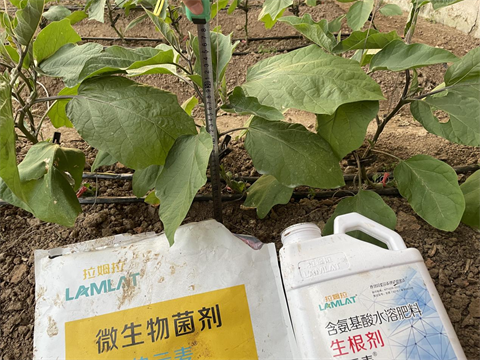 水溶肥廠家,茄子種植,伯示麥水溶肥